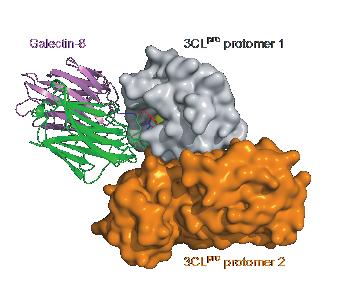 Galectin-8 bound to a dimer made of two viral 3CLpro proteases. 